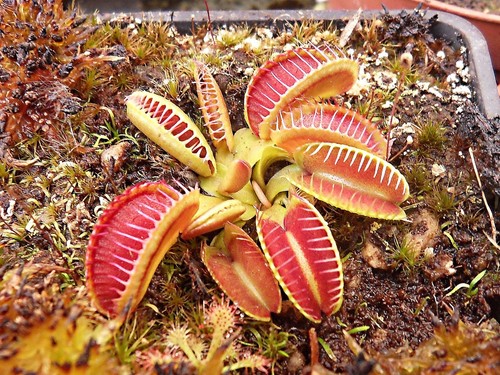 Dionaea muscipula gj - , 'gj