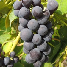 Vite Mars 2L - Bellissimi acini d'uva blu senza semi