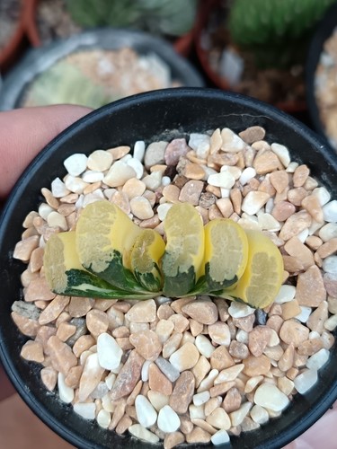 Haworthia truncata hibrid - haworthia,