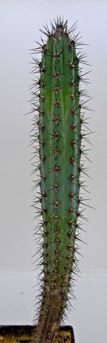 Cactus cereus - -,
