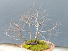 Bonsai Olmo Campestre 37x12cm
