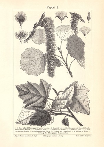 Pioppo stampa storica - pioppo,