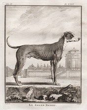 Cane Alano Dogue Tedesco