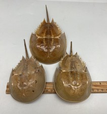 Damaged* 1PC Dried Molted