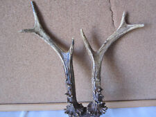 Coppia di corna naturali di capriolo palco a taglio naturale vintage con base