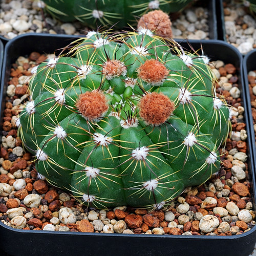 Notocactus militaris hu176 - militaris,