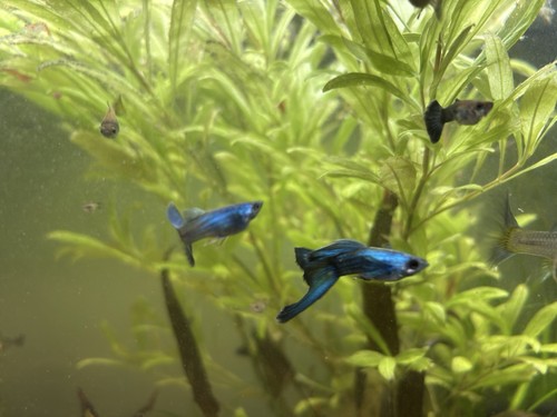 Guppy show blu - show,