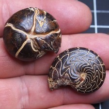 2 pezzi 31 mm goniatite