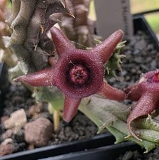 1 Talea senza Radici Duvalia CAESPITOSA X HUERNIA zebrina, Pianta Rara