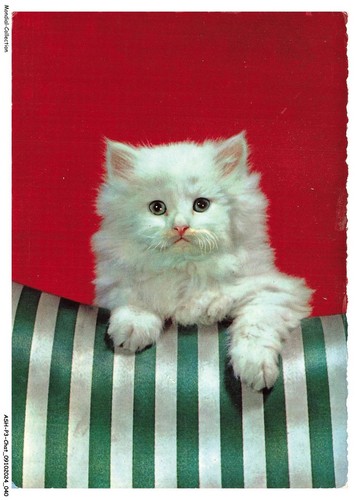 Ashp3 0158 gatto gattino - -,