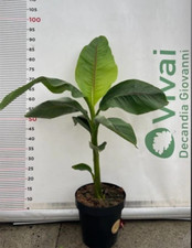 'MUSA BASJOO'    PIANTA DI BANANO GIAPPONESE A CESPUGLIO IN VASO 23 (foto reale)