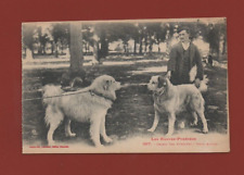 Le Alte Pirenei - Cani Dei