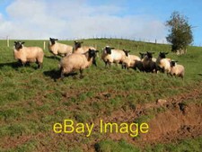 Suffolk sheep highgrove - sheep, on