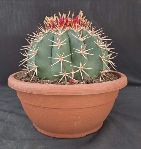 Melocactus bahiensis - , (brazil)