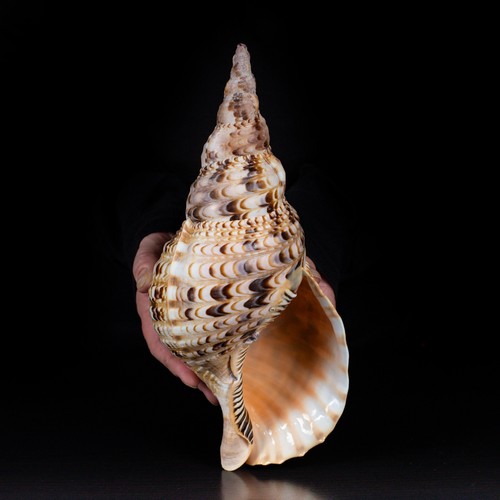 Charonia tritonis tromba di - tritonis,,