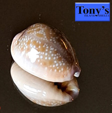 Cypraea helvola hawaiiensis #5 21,1 mm GIOCO PERFETTO! SPLENDIDA BELLEZZA dalle Hawaii