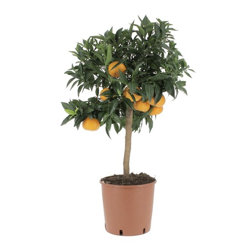 Kentis citrus reticulata - -,