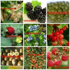 560 Semi DI FRUTTI DI BOSCO in