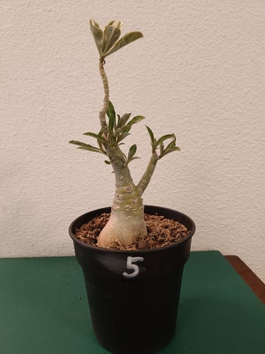 Adenium obesum greffé - obesum, greffé,