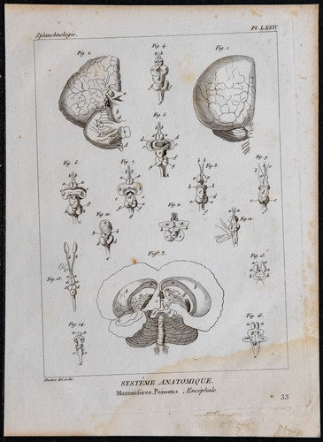 1825 cervello pesci e - -,