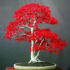 20 Seeds Japanese Red Maple