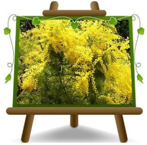 Mimosa acacia dealbata - ,