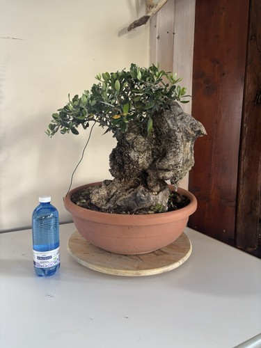 Bonsai olivo frutto età - da,