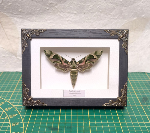 Daphnis nerii sfinge - daphnis,