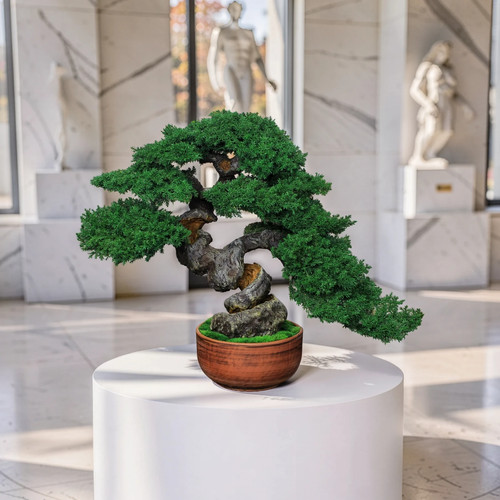 Bonsai ginepro conservato - di,