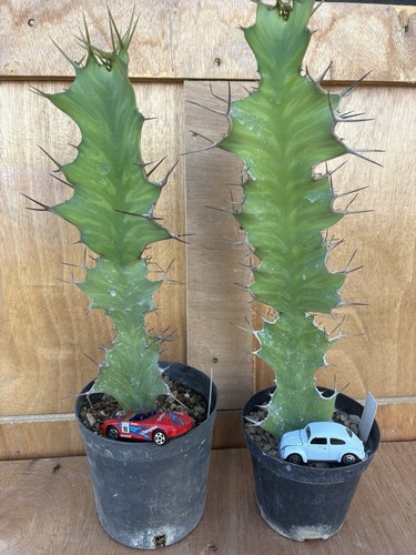 Euphorbia grandicornis - euphorbia,