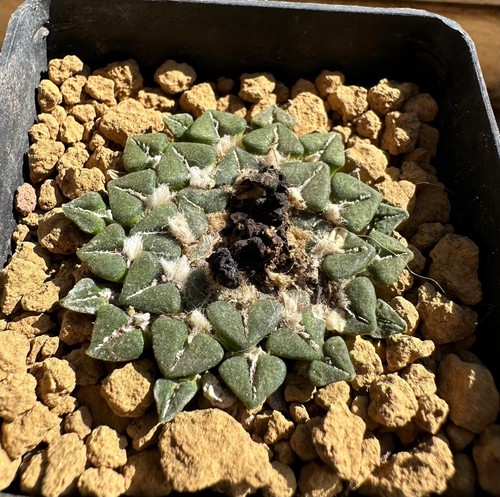 Ariocarpus kotschoubeyanus - , v