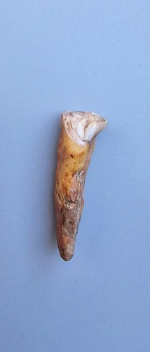 Ursus spelaeus cm 4 19 - spelaeus,