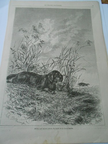 Gravure 1879 chien mona - ,