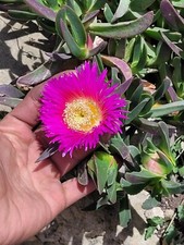 Carpobrotus x 3 Cuttings fiore