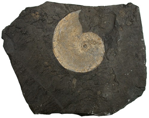 Lias eleganticeras elegans - lias,