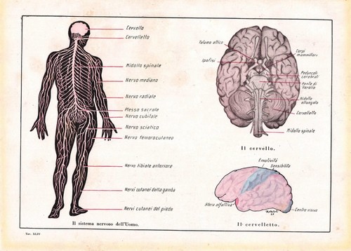 Stampa antica anatomia sistema - stampa,