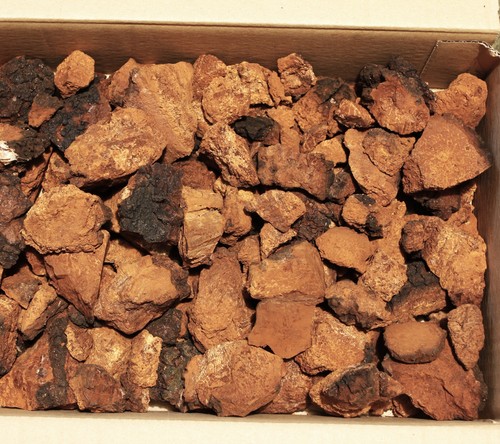 250 funghi chaga - 250,