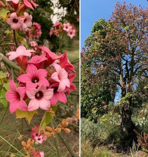 400 semillas árbol - 400,