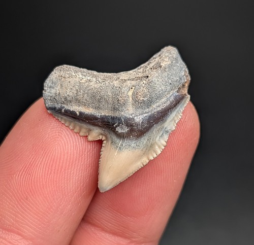 Dente squalo tigre vero - di,