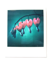 N. ARAKI: POLAROID ORIGINALE