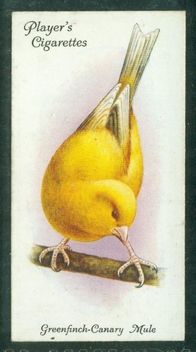 Carta uccellino 016 1933 - carta, 016,