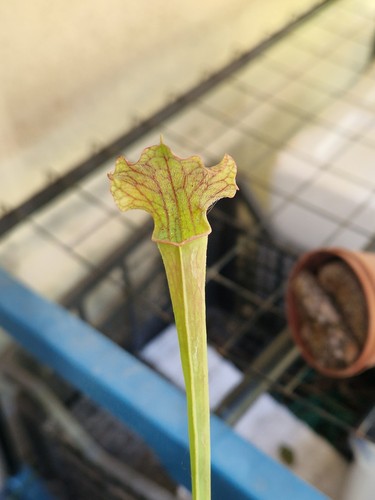 Sarracenia judith - sarracenia,