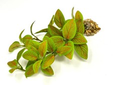 Pianta per acquario in seta