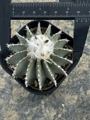 Pianta cactus succulenta - di,