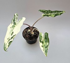 Bellissima Alocasia Sarian Albo Variegata MZ2