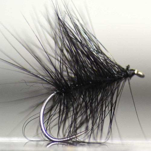 Mosca trota giapponese