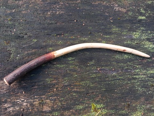 Parete juniper wood 2 - juniper,