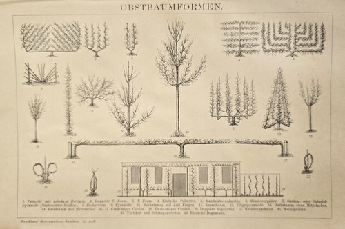 1897 stampa botanica antica - stampa,