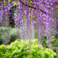 Wisteria floribunda var