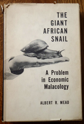 The giant african snail - african,